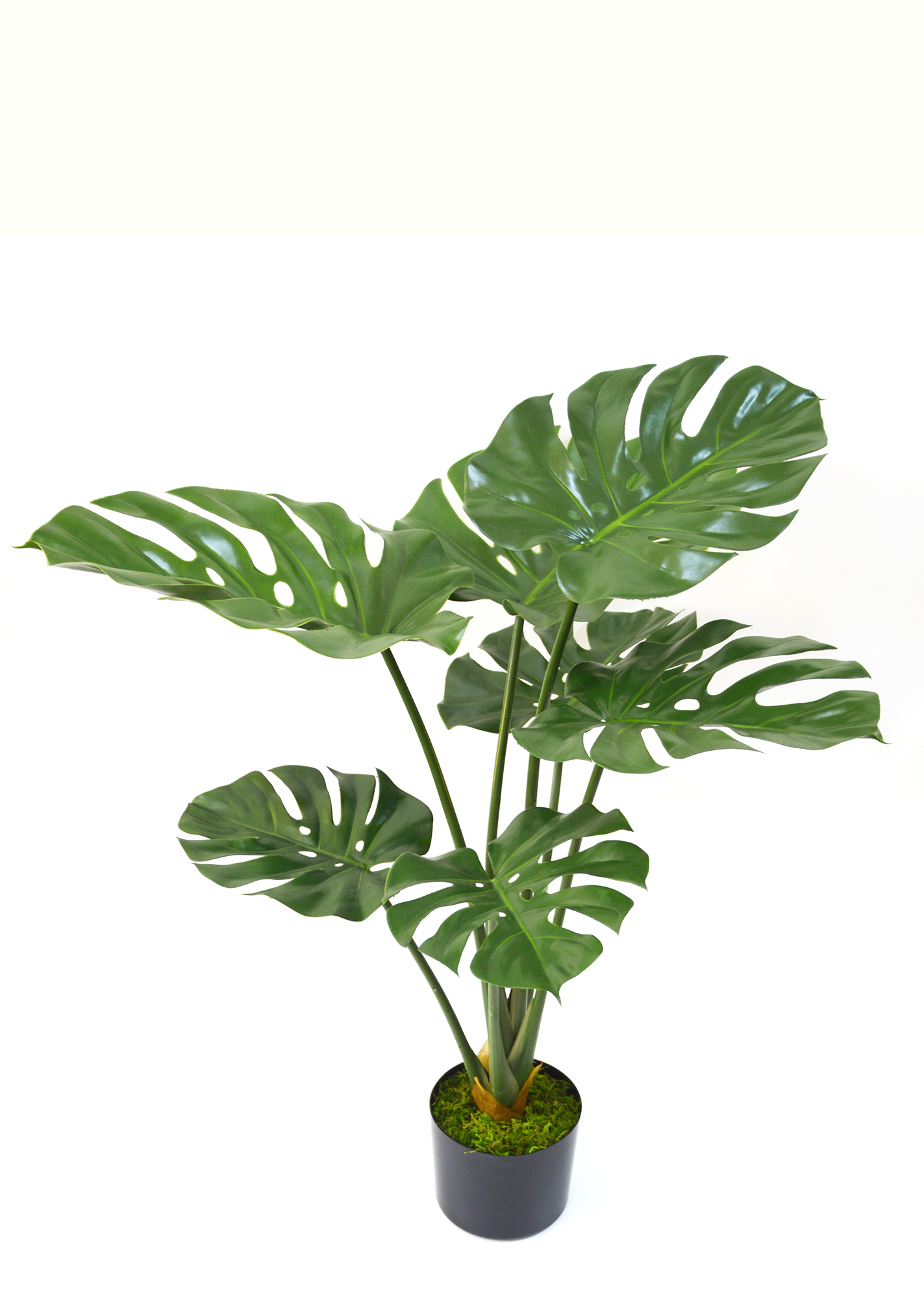 Monstera 'giant-leaf' 90cm